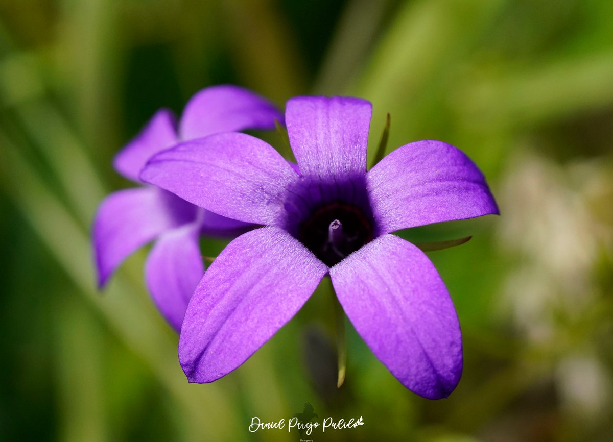 DanielParejo8's tweet photo. Campanilla (Campanula lusitanica) https://t.co/Cdkwh1mkK1