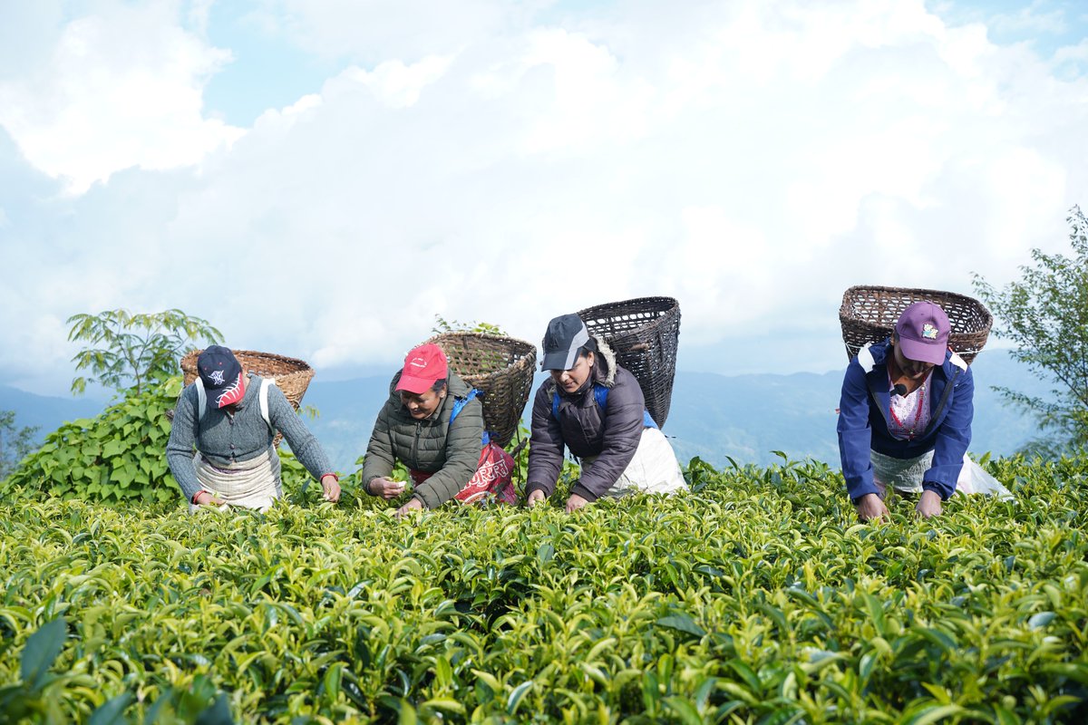 ILO_Tokyo's tweet photo. 日本政府が資金を拠出するプロジェクトの一環として、ネパール紅茶の生産現場で、より安全で健康的な労働環境をつくろうとする取り組みが広がっています。

ネパール東部のイラム郡にある茶園で働くユバタさんの記事はこちらからどうぞ🌱

https://t.co/jCvwSL1pQP

#WorldDayforSafetyandHealth https://t.co/WIPpLXSuwo