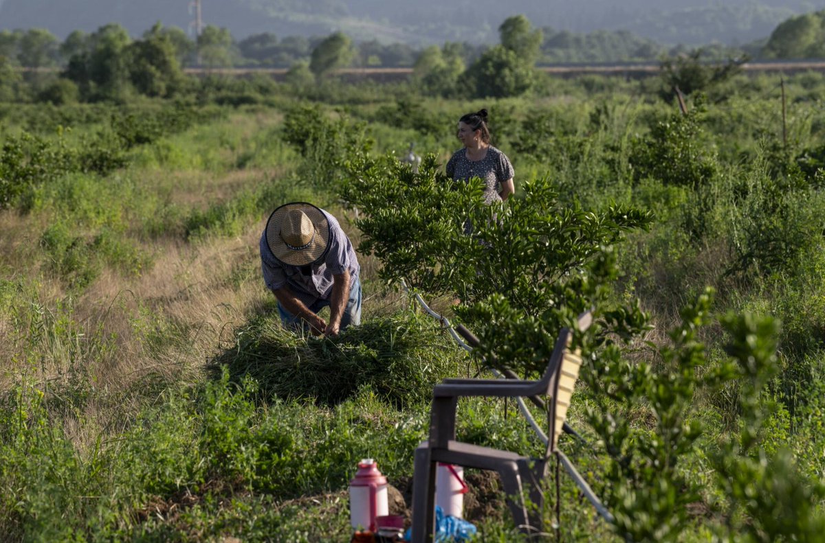 Hubeyda Abiyeva from #Azerbaijan always wanted to be a farmer, cultivating the land she inherited. Today, she owns a 12-hectare citrus orchard, employing 6 workers, and selling to local markets—but she dreams of expanding to international markets.

Thanks to <a href="/IFC_org/">IFC</a>’s $35M