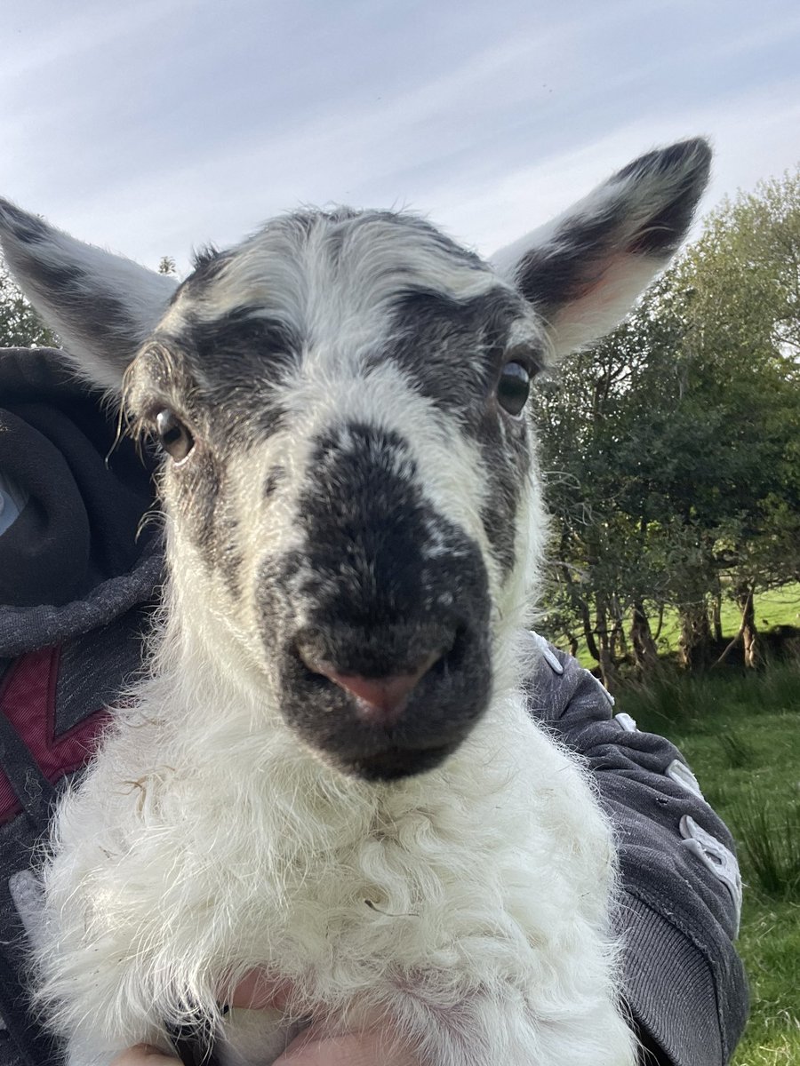 Morning.. #lambing2025