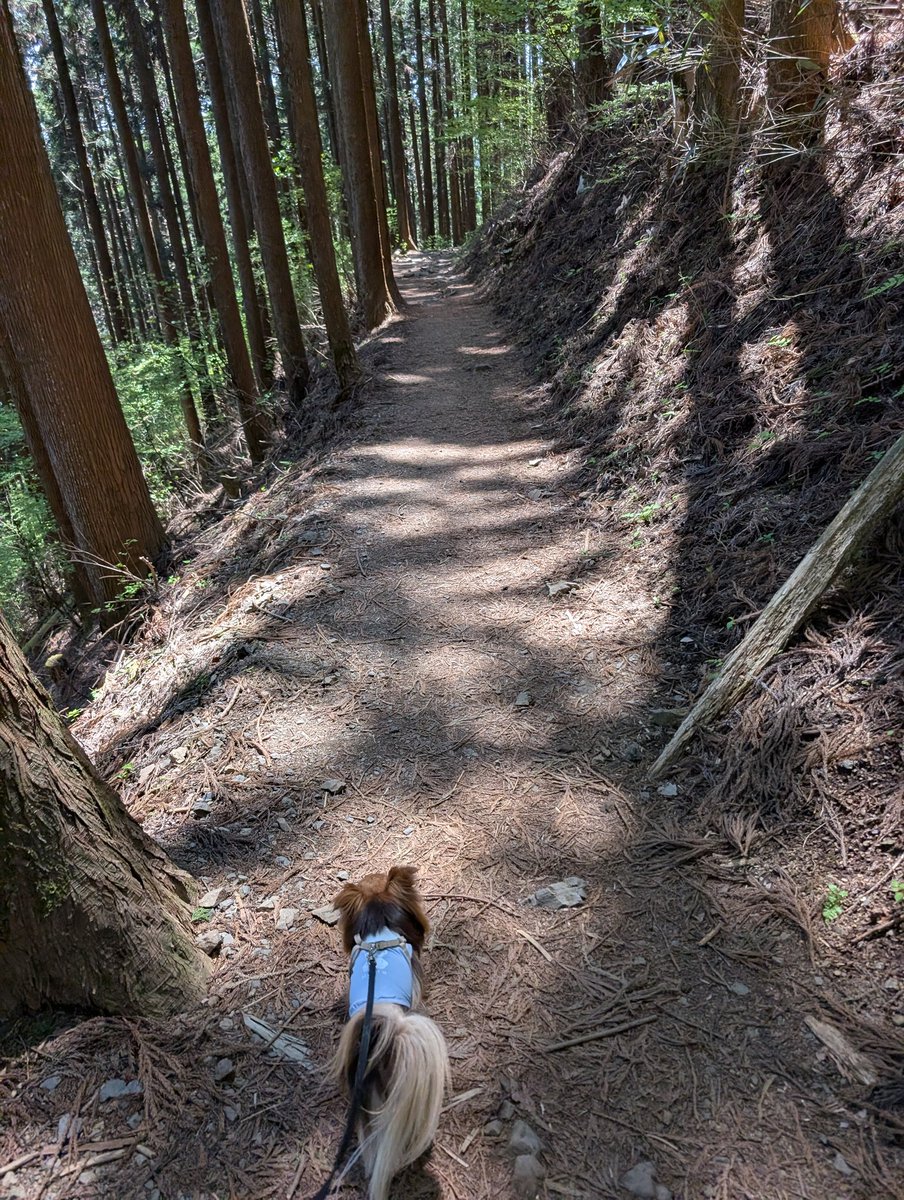 チワワ連れてハイキング中、すれ違った人にたぶん間違いなく「こんにちわわ」って言われたと思うんだけど突っ込めなかった、不甲斐ない