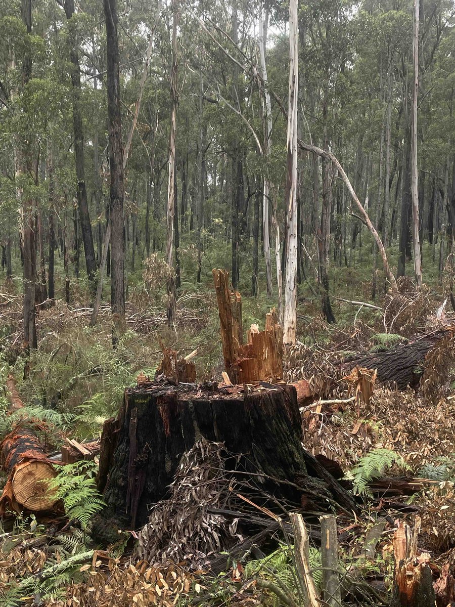 Victorian Forest Alliance (@alliance_forest) on Twitter photo "Centuries to grow, minutes to destroy. This habitat tree survived, providing essential hollows, only to be recklessly cut down by FFMV." REPOST from <a href="/eastgippyforest/">Goongerah Environment Centre (GECO)</a> 🌳 "Centuries to grow, minutes to destroy. This habitat tree survived, providing essential hollows, only to be recklessly cut down by FFMV." REPOST from <a href="/eastgippyforest/">Goongerah Environment Centre (GECO)</a> 🌳