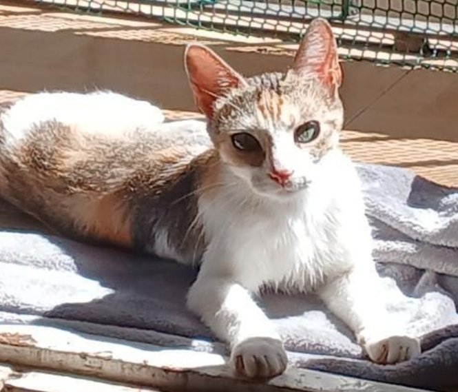 Esta belleza tricolor, jovencita, dulce, suave y mimosa , está en #Balaguer #Lleida  busca familia responsable 🏡💕 la persona que la encontró no se la puede quedar 
Es URGENTE 🙏🏻
☎️ 611 26 20 13 
#Adopta #AdoptaNoCompres 
#adopcion #Gatos #gats
#Catalunya