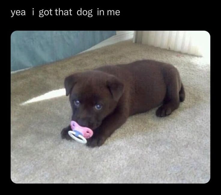 caninepoetry_'s tweet photo. https://t.co/R7flzZ8F2H