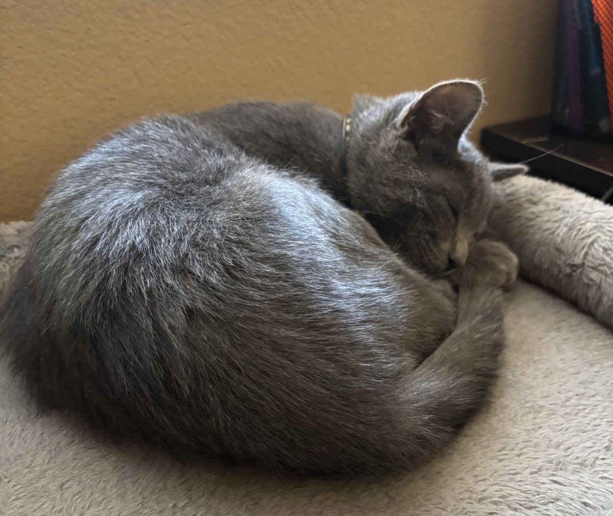 alyxtrick tweet media