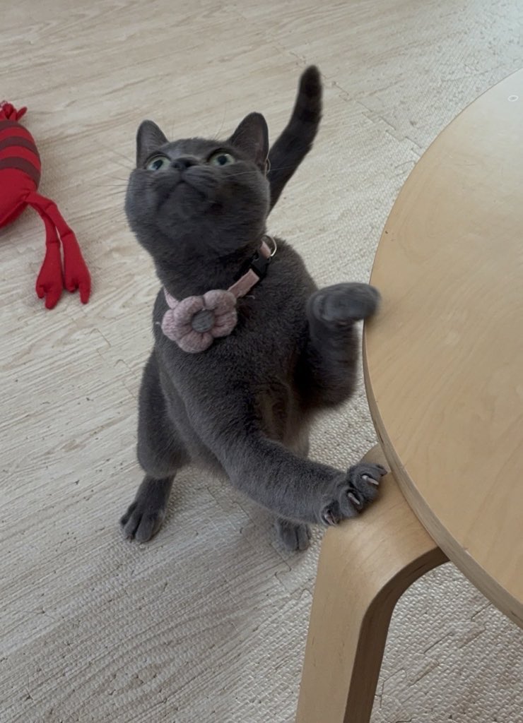 ちみ・みみ (@chimi_mimi) on Twitter photo 