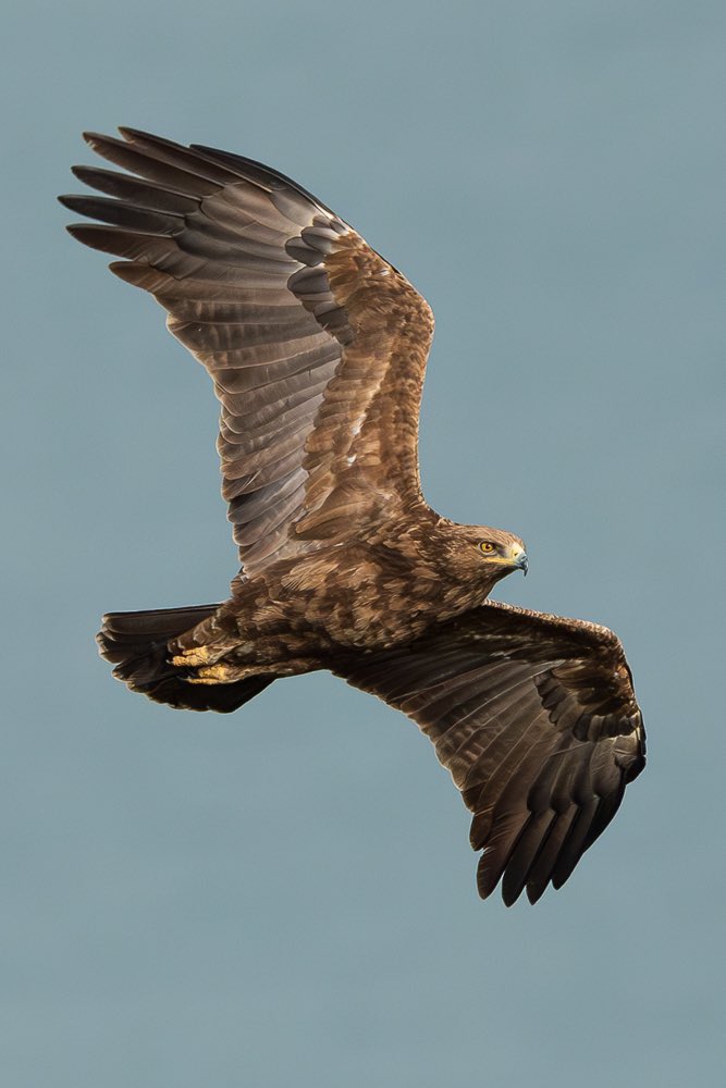 wiseguy72's tweet photo. Perşembe küçük orman kartalının günü olsun mu? Olsun.
#Hangitür #birdwatching #wildlifephotography #birdsofprey
#lesserspottedeagle https://t.co/0p6HIphu6E
