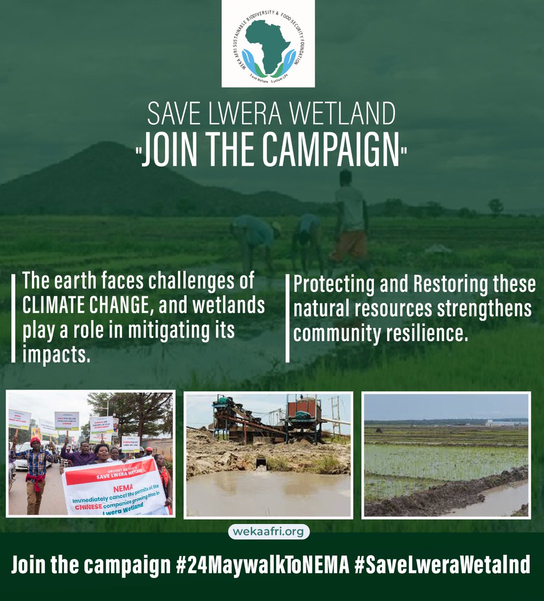Bushenyi District Local guy (@bushenyil_guy) on Twitter photo Bushenyi district residents stand insolidality with Masaka residents to save Lwera wetland which has been under attack by Chinese who have been authorized by <a href="/nemaug/">National Environment Management Authority (NEMA)</a> to grow rice there. We strongly condemn the hideous activities taking place in a protected wetland. #SaveLwera Bushenyi district residents stand insolidality with Masaka residents to save Lwera wetland which has been under attack by Chinese who have been authorized by <a href="/nemaug/">National Environment Management Authority (NEMA)</a> to grow rice there. We strongly condemn the hideous activities taking place in a protected wetland. #SaveLwera