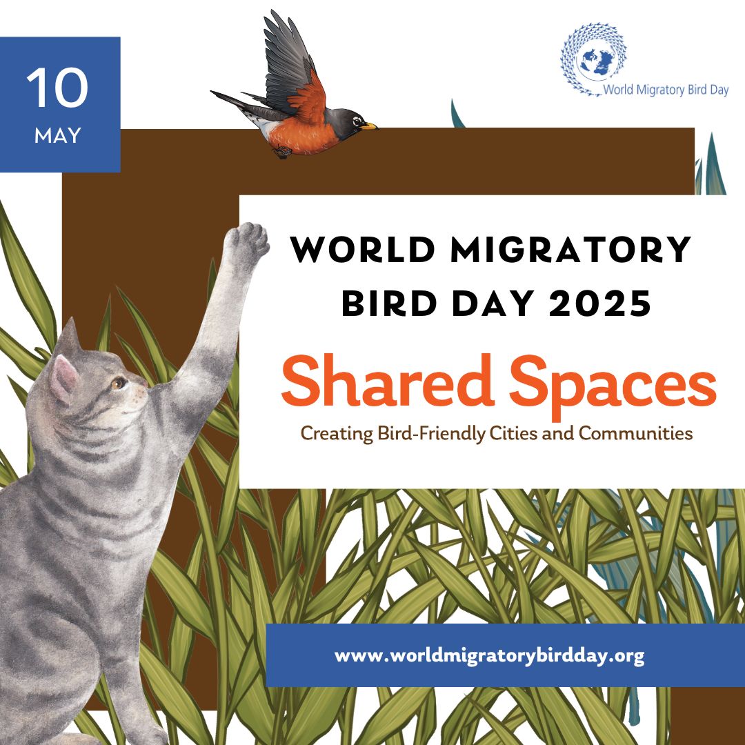 Domestic cats and non-native plants can threaten bird populations. 🐱🌿 Keep cats indoors or provide safe outdoor spaces and choose native plants for your garden. Let’s help conserve migratory birds! 🕊️

Learn more about #WMBD2025: worldmigratorybirdday.org