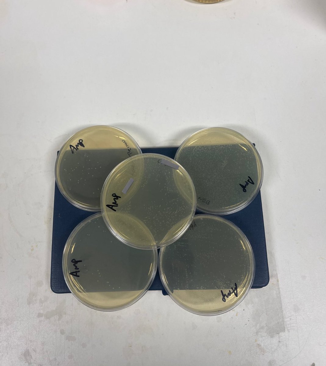 الاستنساخ او cloning هي معركة تخوضها لمدة يومين (غالباً اكثر) و تستخدم فيها استراتيجيات حرب مختلفة عشان بالاخير يطلع معك طبق بيتري فيه مستعمرات صغيرة جداً بالشكل هذا كفيله انها تعطيك دافع للعمل لاسبوع جديد هذا الصيف.