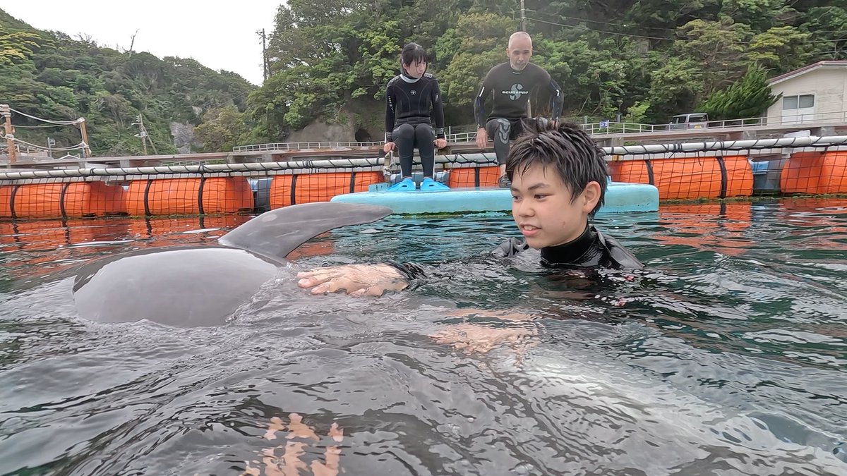 Dolphin_Beach_'s tweet photo. 5月スタート！　Starting in May!
#ドルフィンスイム #イルカと泳ぐ #海が好き #イルカ #ダイビング #dolphin #dolphinswimming #pool #下田海中水族館 #下田 #伊豆 #水族館 #体験ダイビング #ドルフィンダイビング #いるか #カマイルカ #イルカと泳ぎたい https://t.co/6mFMOJJd6e