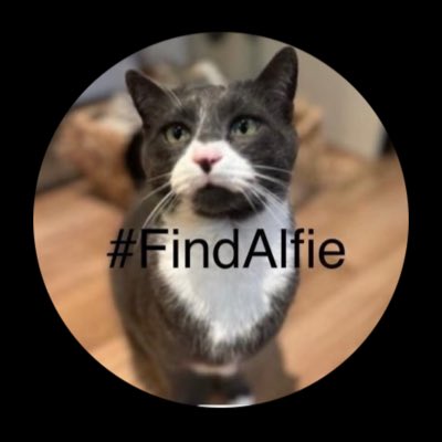 #NewProfilePic We needs our furiend Alfie back home with his family. #Churchdown #missingpets #missingcat