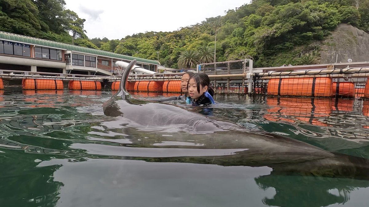 Dolphin_Beach_'s tweet photo. 5月スタート！　Starting in May!
#ドルフィンスイム #イルカと泳ぐ #海が好き #イルカ #ダイビング #dolphin #dolphinswimming #pool #下田海中水族館 #下田 #伊豆 #水族館 #体験ダイビング #ドルフィンダイビング #いるか #カマイルカ #イルカと泳ぎたい https://t.co/6mFMOJJd6e
