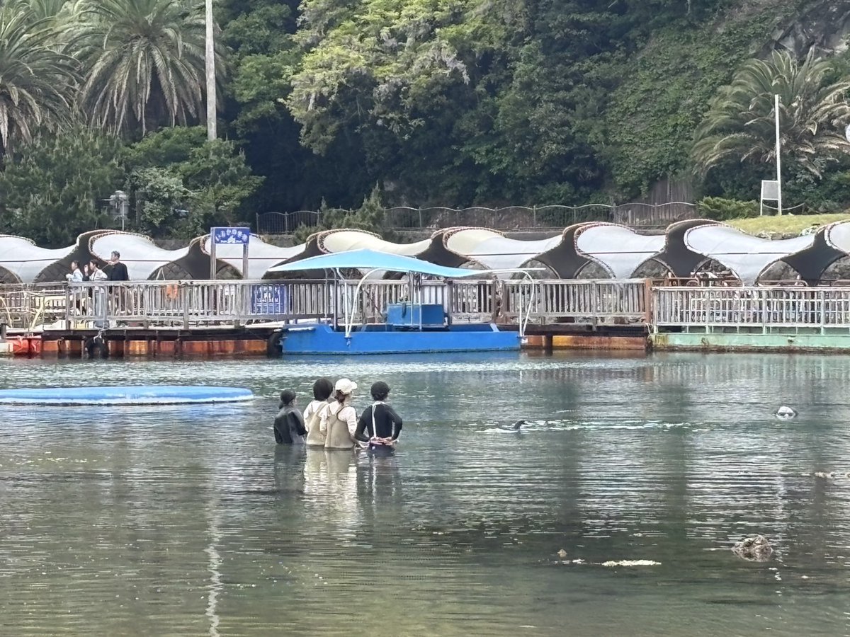 Dolphin_Beach_'s tweet photo. 5月スタート！　Starting in May!
#ドルフィンスイム #イルカと泳ぐ #海が好き #イルカ #ダイビング #dolphin #dolphinswimming #pool #下田海中水族館 #下田 #伊豆 #水族館 #体験ダイビング #ドルフィンダイビング #いるか #カマイルカ #イルカと泳ぎたい https://t.co/6mFMOJJd6e
