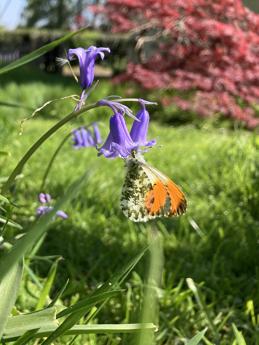 Garden gems