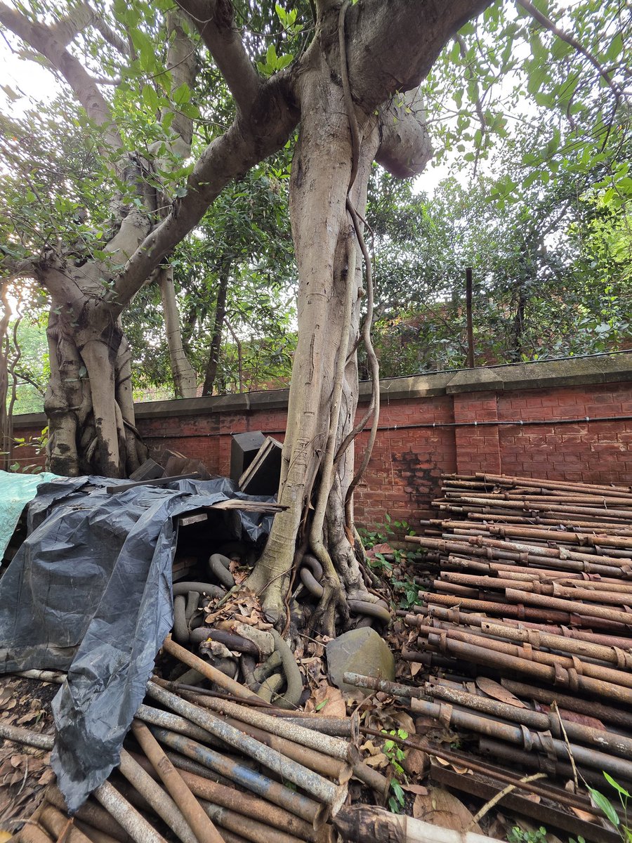 devidattairsme's tweet photo. Banyan tree, Iron Chain, triumph of freedom https://t.co/QmKFRhCAsr