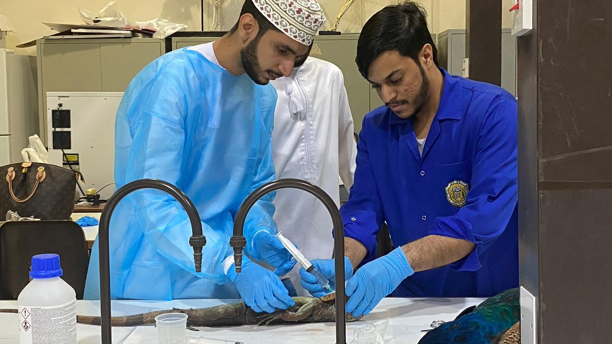 squcams's tweet photo. قدّم الدكتور كريم خليل من قسم علوم الحيوان والبيطرة ورشة علمية متخصصة في فن تحنيط الحيوانات، شارك فيها موظفو حديقة النخلة وعدد من طلبة القسم والمهتمين. تناولت الورشة مبادئ وأساليب التحنيط نظريًا، تلاها تطبيق عملي على نماذج من الزواحف والطيور والسلاحف والقوارض. https://t.co/MTIoOIMWjY