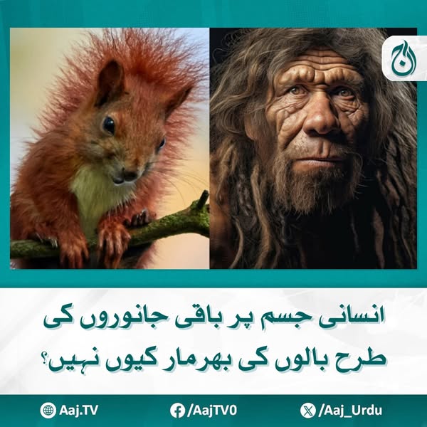 Aaj_Urdu's tweet photo. کچھ سمندری جانوروں میں بھی بال نہ ہونے کی خاصیت پائی جاتی ہے
مزید پڑھیئے: https://t.co/ToX4cApqxg
#AajNews #HumanBody #HairEvolution #HumanHair #AnimalHair https://t.co/QhGGPmClKZ