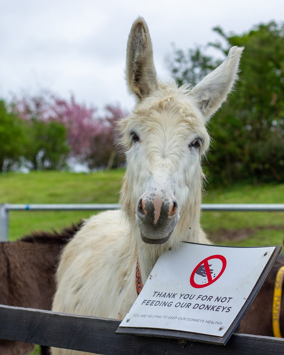 Adoption donkey Snowdrop is helping us share an important message! If you'd like to provide a special treat to our donkeys, you can drop these off in our donation box located at the Visitor Centre! 🥕🍎 These treats can then be given out by our farm grooms as special rewards.⁣