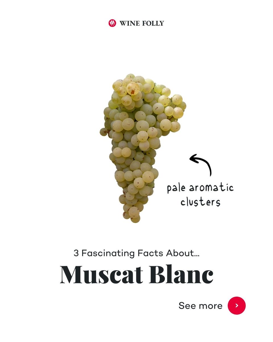 WineFolly's tweet image. Did you answer yesterday's "Guess This Grape" correctly?  It’s older than your grandma’s grandma. It has more stamps in its passport than you do. 🎉 And it definitely knows how to party. 

🎯 Learn more at winefolly.com/grapes/muscat-…

#muscatblanc #moscato #whitewine #grapevariety