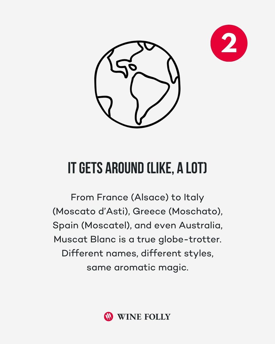 WineFolly's tweet image. Did you answer yesterday's "Guess This Grape" correctly?  It’s older than your grandma’s grandma. It has more stamps in its passport than you do. 🎉 And it definitely knows how to party. 

🎯 Learn more at winefolly.com/grapes/muscat-…

#muscatblanc #moscato #whitewine #grapevariety