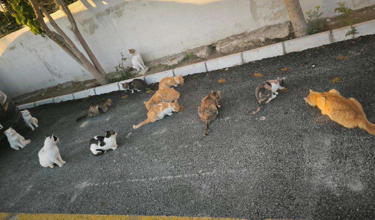 Allah rızası için beslediğimiz sabilere mama alırmısınız 🙏😔🙏😔🙏
candostlarim.com/kumbaralar/hat…