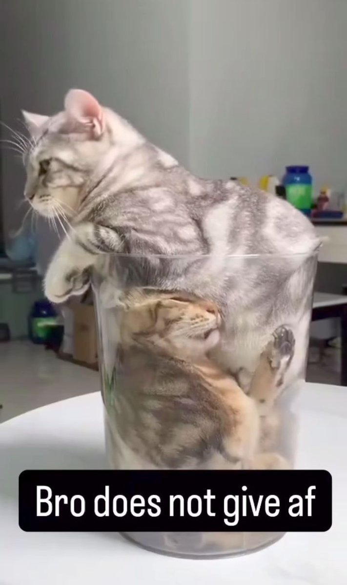 ShouldHaveCat's tweet photo. https://t.co/T52PbaqRwS