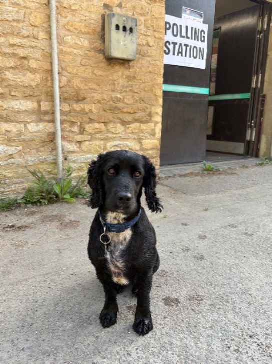 It's important to have your say today, just ask Jeeves (the dog)! #LocalElections2025 #dogsatpollingstations