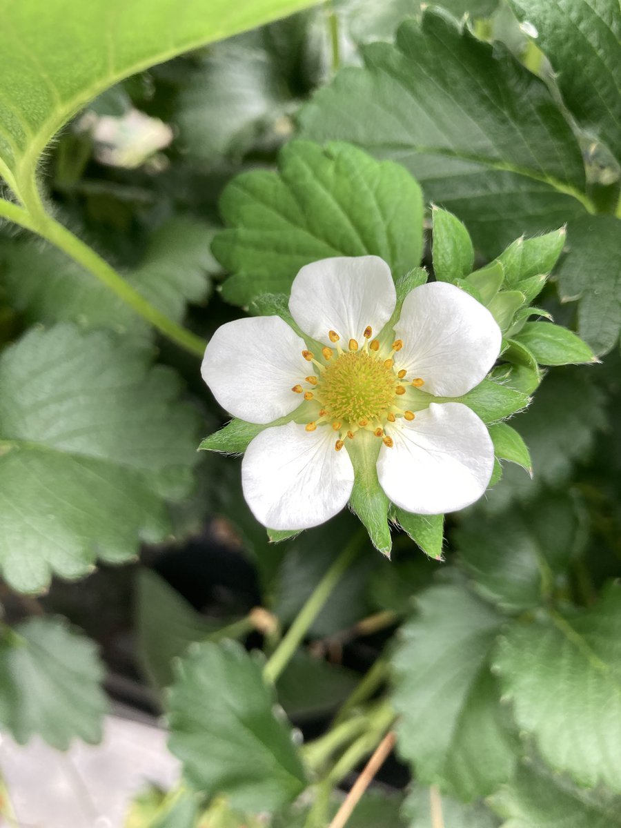 いちご狩り🍓🐄