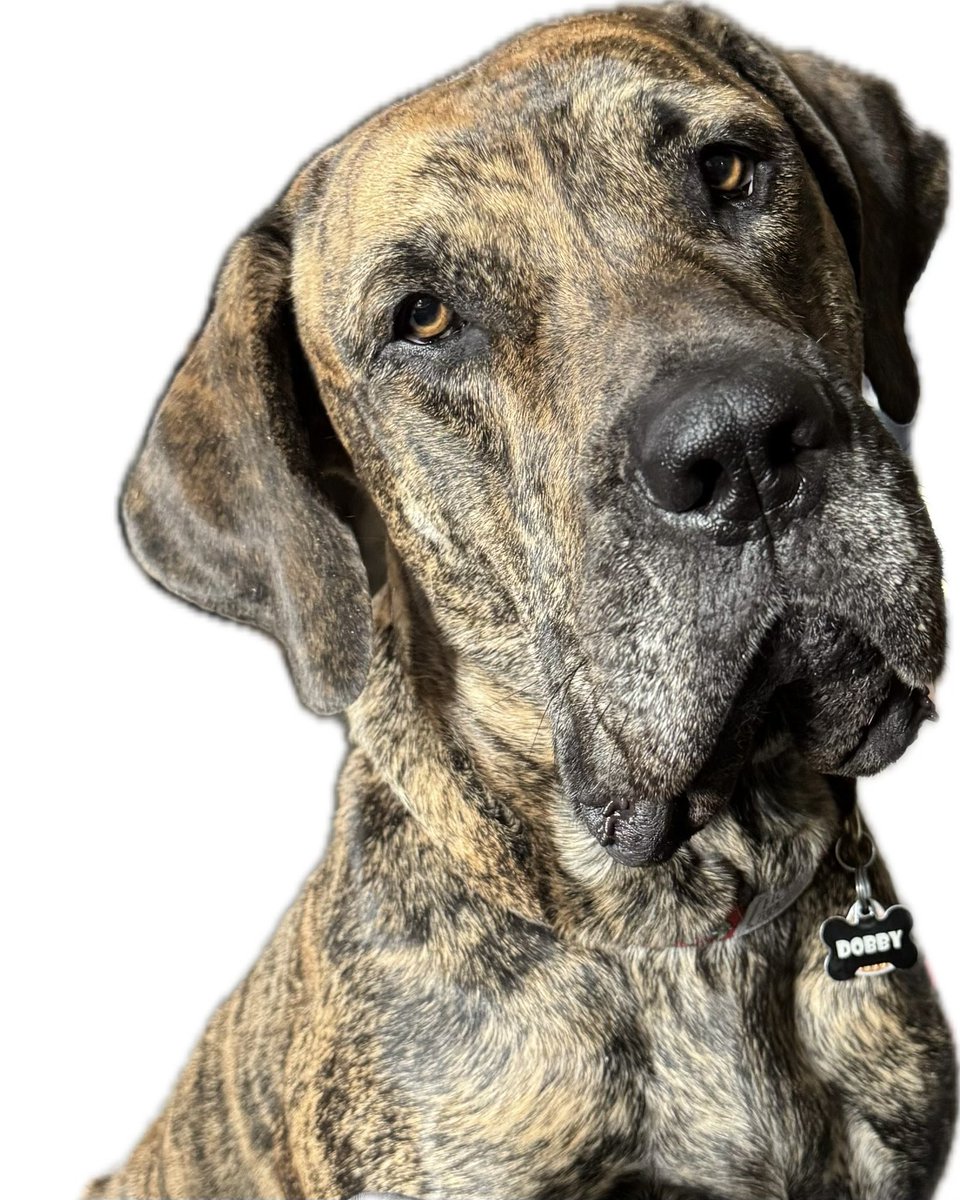 My big Girl, Dane Mastiff x