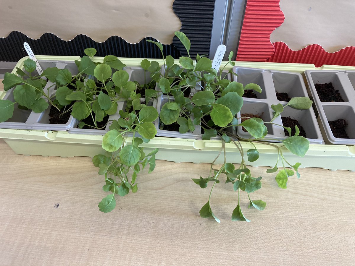 SFE School Support tweet media