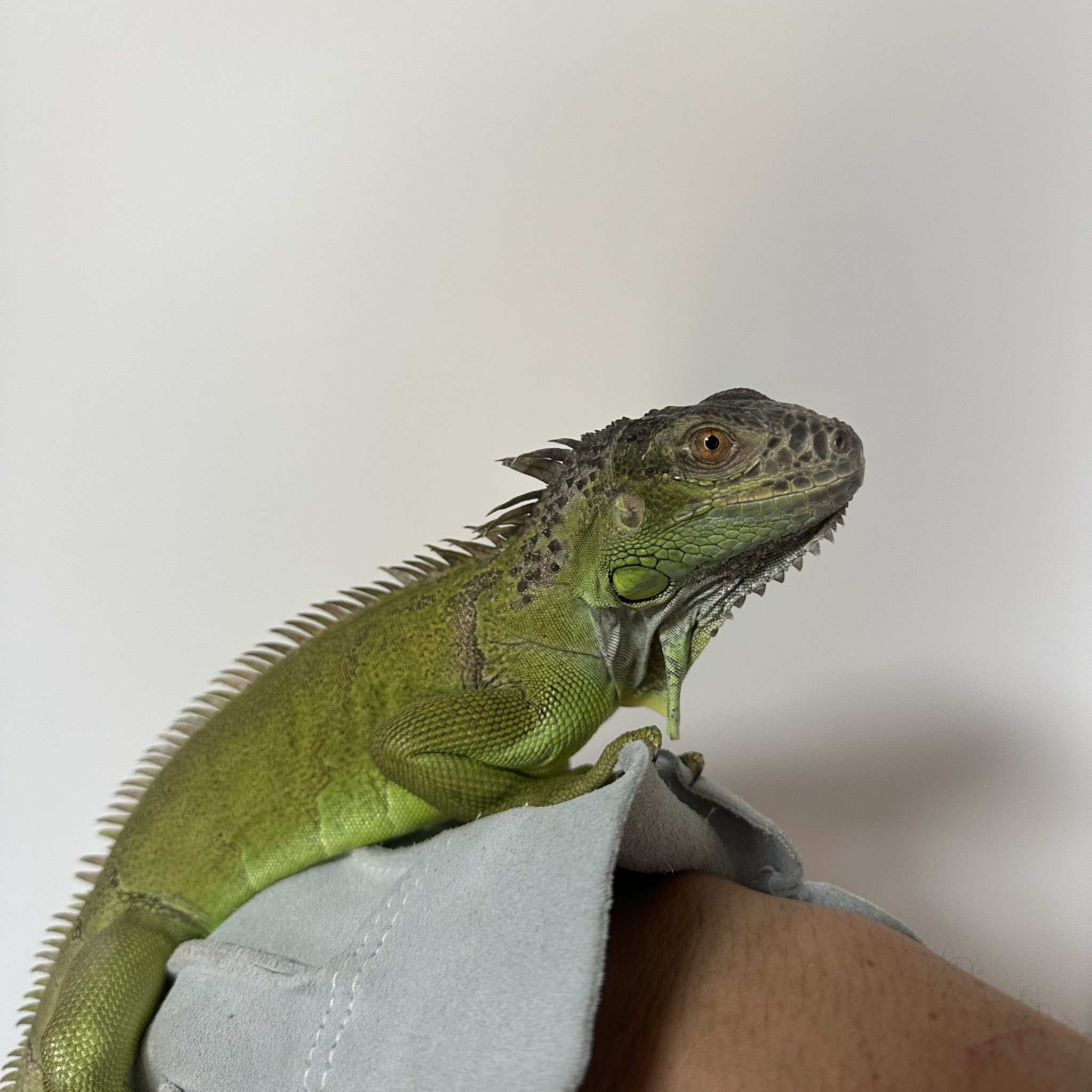 O-1130】ブラックリザード 飼育ケージ 爬虫類 イグアナ トカゲ