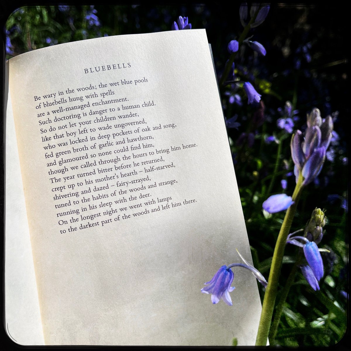 "Once upon a witch..."

✨Happy book birthday to our Summer Choice Midden Witch by Fiona Benson! A fabulist masterpiece, full of feminism and folklore, herbals and hedge-magic. 

🪻Fiona writes with such incantatory beauty about the natural world and digs in Durham and Exeter