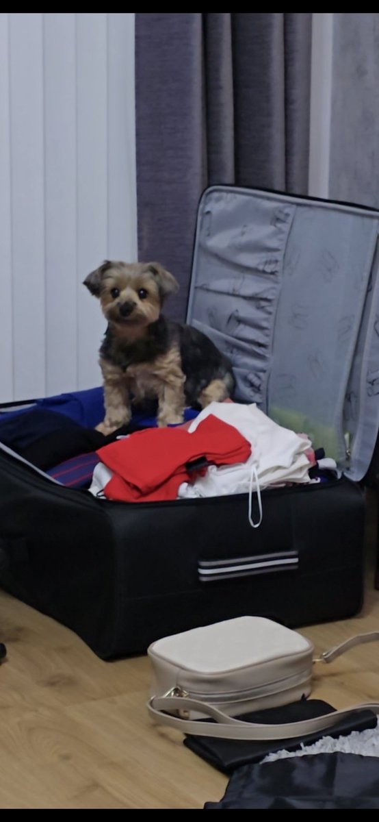 Jimbano71's tweet photo. @PuppiesIover She want's to come on holiday with us.. @bluebellbabe01 https://t.co/I5BYV40N4T