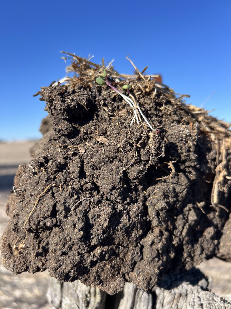 RodPohlner's tweet image. Germinating rain 11 days ago and another rain 5 days later, 11mm in total. Glad to see the canola up even on this  swampy black ground, would be good to get enough rain to fill the cracks one day soon. JD disc seeder is great at establishing canola