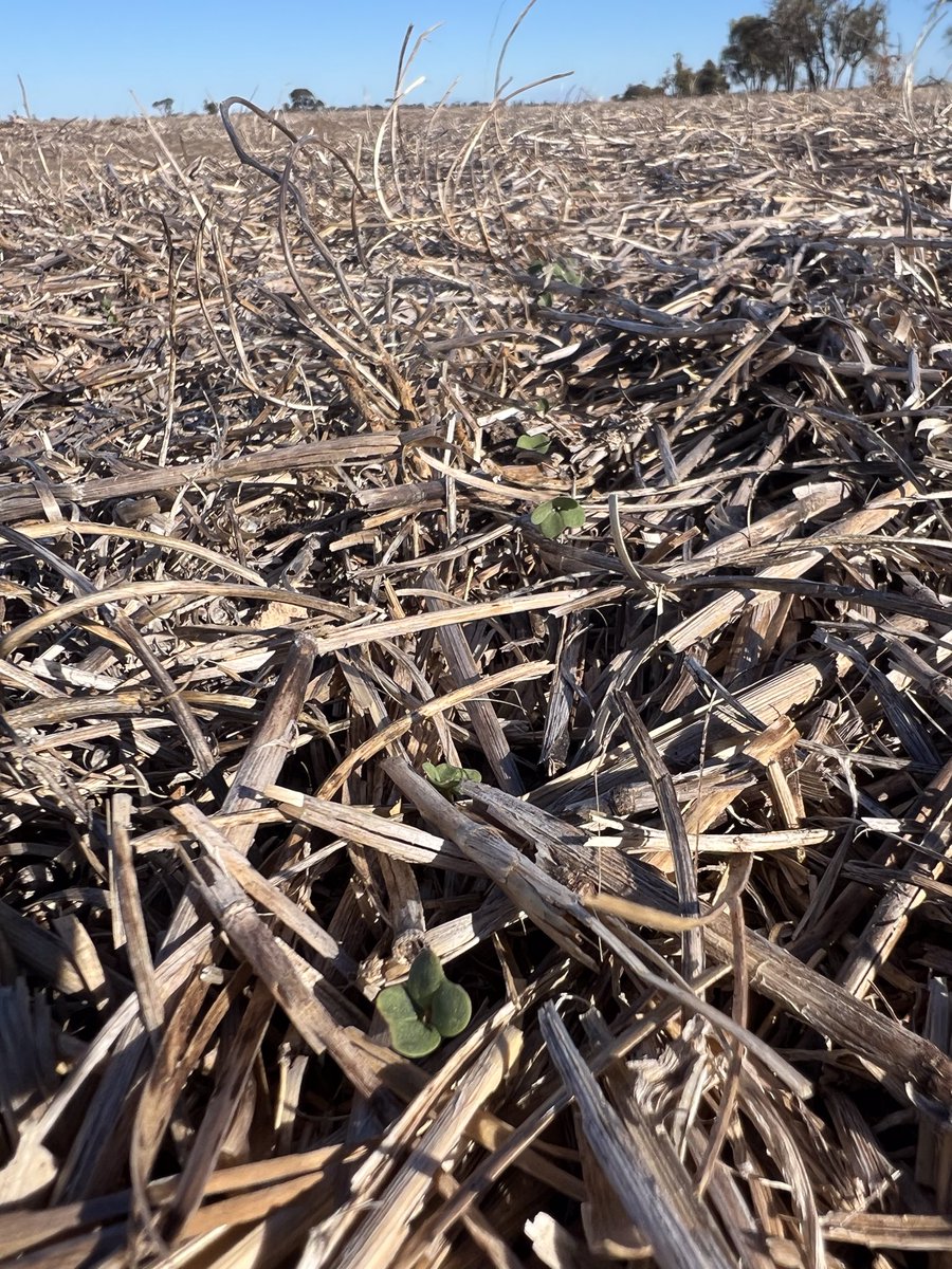 RodPohlner's tweet image. Germinating rain 11 days ago and another rain 5 days later, 11mm in total. Glad to see the canola up even on this  swampy black ground, would be good to get enough rain to fill the cracks one day soon. JD disc seeder is great at establishing canola