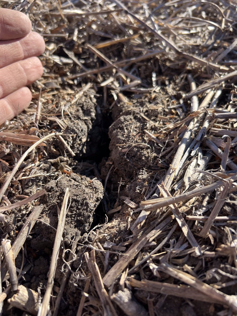 RodPohlner's tweet image. Germinating rain 11 days ago and another rain 5 days later, 11mm in total. Glad to see the canola up even on this  swampy black ground, would be good to get enough rain to fill the cracks one day soon. JD disc seeder is great at establishing canola