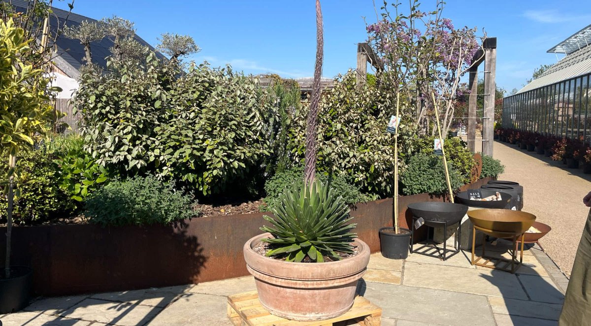 CSEllisGroup's tweet photo. Yesterday, we transported a remarkable plant to Rutland Nursery - a Queen Victoria agave that’s been growing for 40 years.
This succulent is incredibly rare in the UK when in bloom. It flowers once in its lifetime before dying.
@royalhorti @bbcmtd @BBCWorld @RutStamSound https://t.co/kTrDU3MAaX