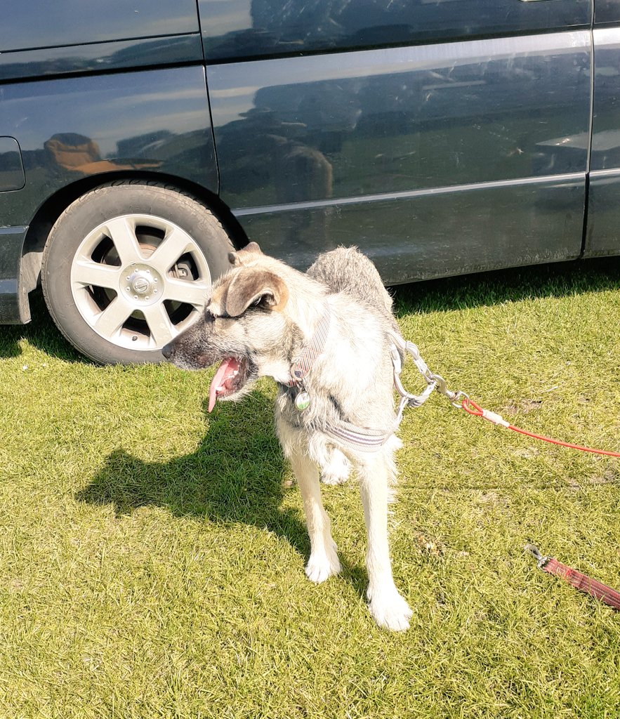 Leo the Lab & Angel Prince Furbaby🌈 tweet media