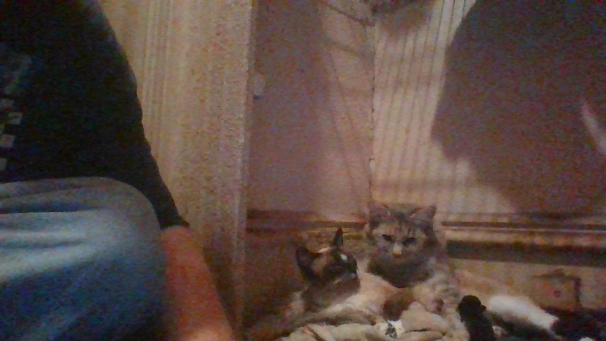 this happened last night my mom's cat her name is Baby give birth to 4 kittens and my brother's cat Gizmo was right there with her when she these Kittens what a good girl baby is staying calm and what a good boy Gizmo is for keeping Baby Calm during this birth of the kittens