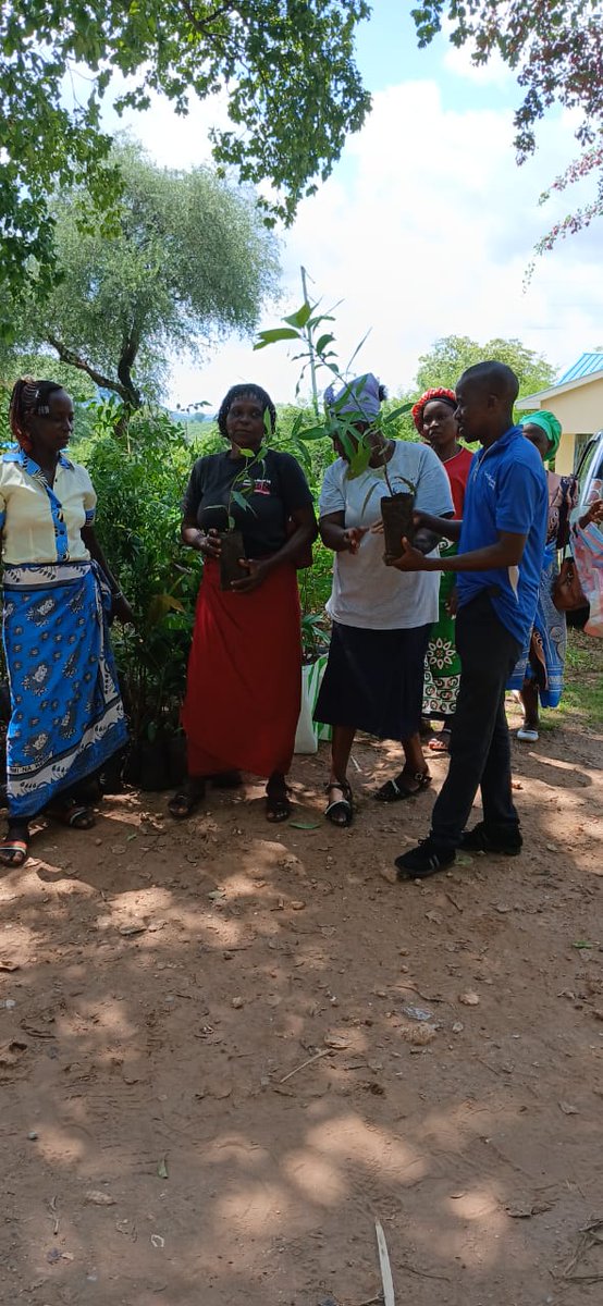 Gradif_kenya's tweet image. Gradif-Kenya Community Structures in Mbeere North are leading the way in greening their environment and building climate resilience through tree seedling distribution!

#MbeereNorth #TreePlanting #ClimateAction #GreenKenya #CommunityDriven