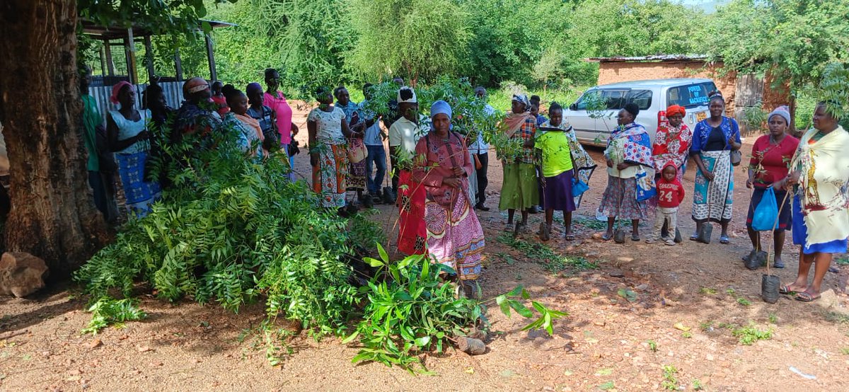 Gradif_kenya's tweet image. Gradif-Kenya Community Structures in Mbeere North are leading the way in greening their environment and building climate resilience through tree seedling distribution!

#MbeereNorth #TreePlanting #ClimateAction #GreenKenya #CommunityDriven