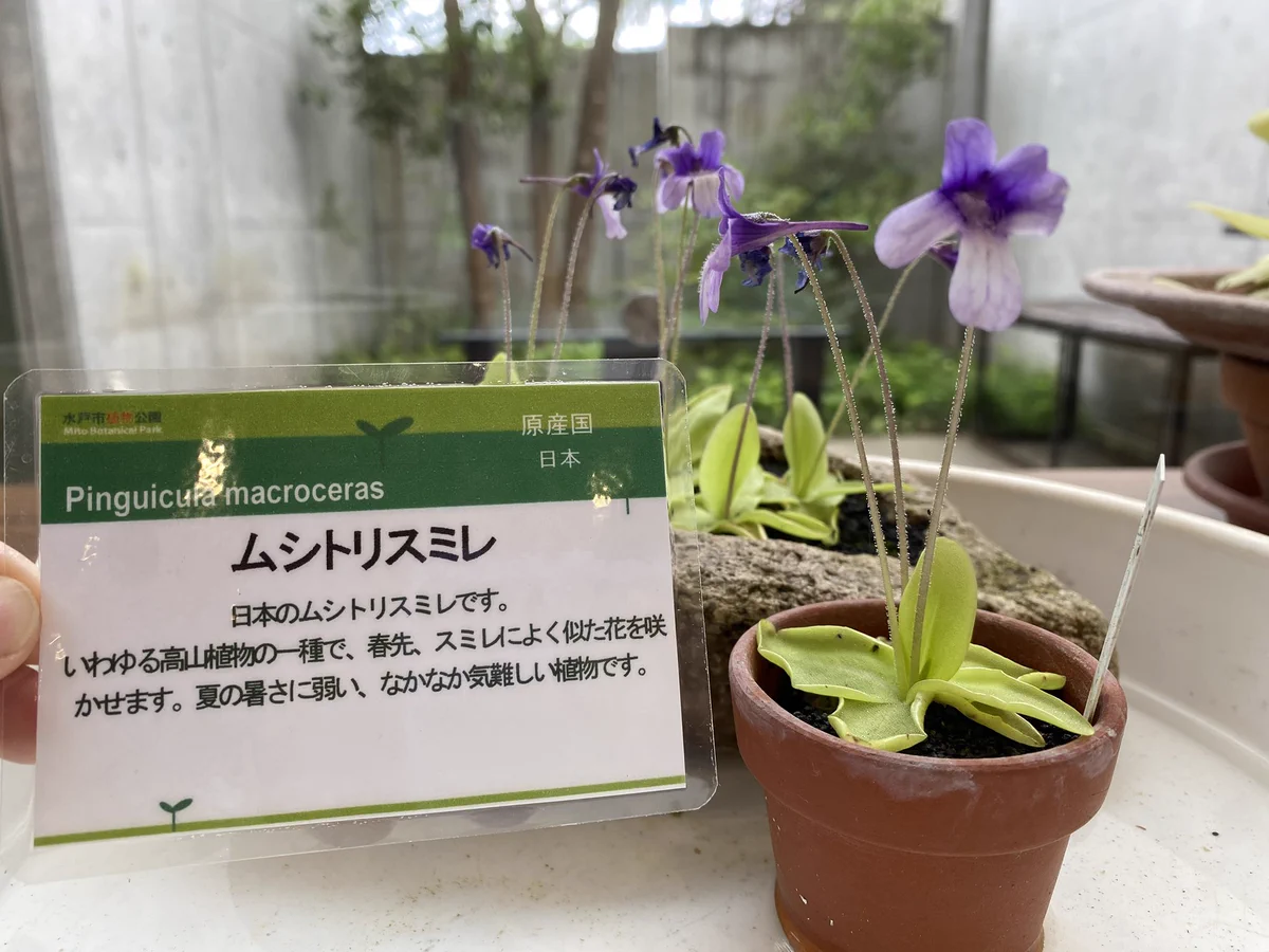 ご確認　植物 水戸市植物公園 on X: 