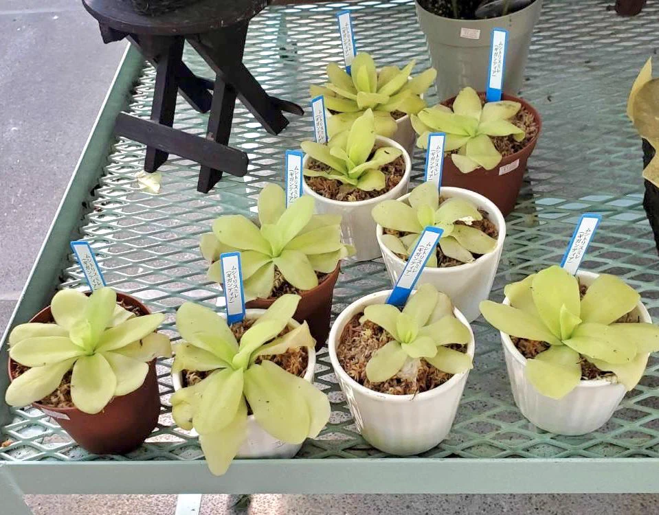 ご確認　植物 水戸市植物公園 on X: 