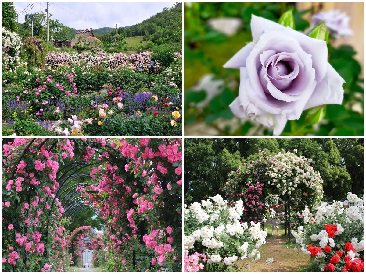 バラ園の風景 バラ園の風景 hqdefault.jpg