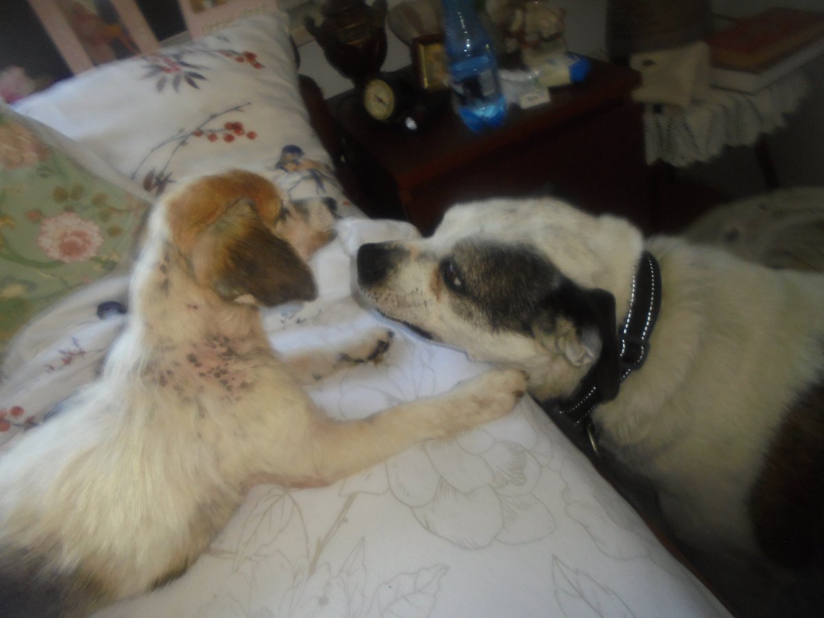 MariaAn63751239's tweet photo. Najcudowniejszy widok gdy się obudzę rano 😍😍😍 Dzień dobry nasi kochani przyjaciele. Życzymy Wam miłego dnia 🤗🐕🐕🌞🌞 https://t.co/xAUcSypozk