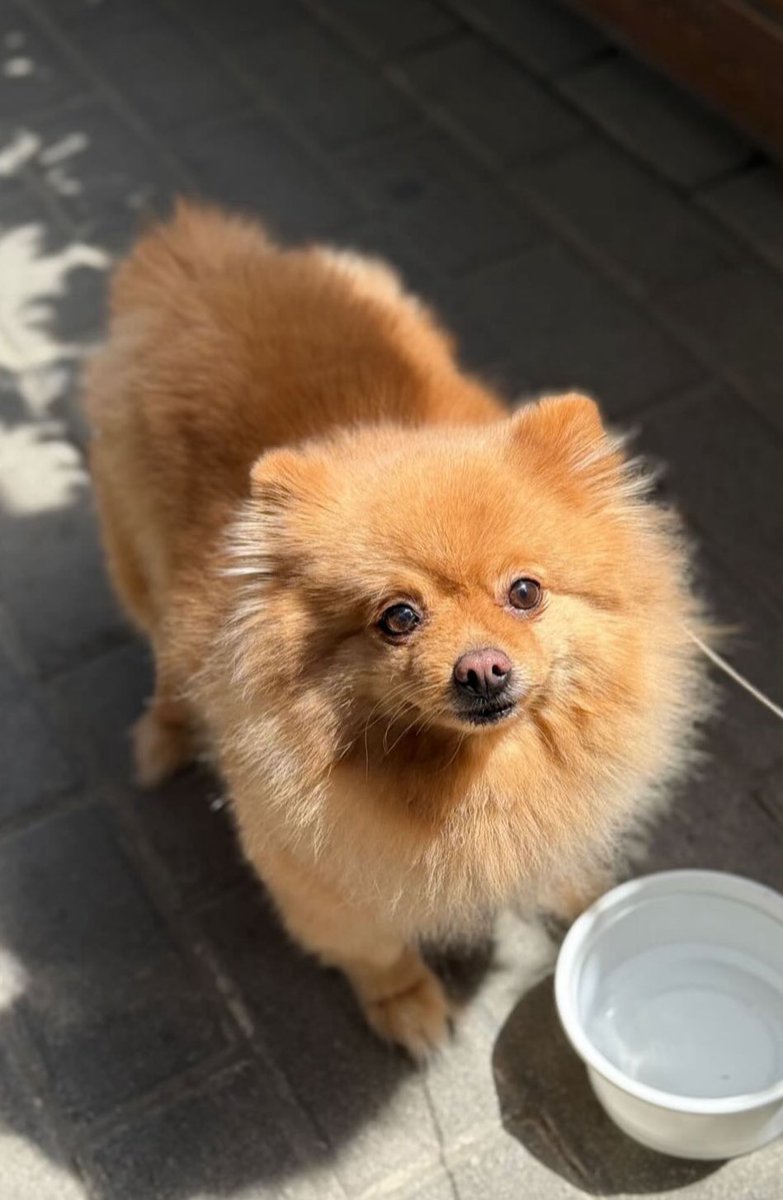 shabnamism_'s tweet photo. π #dog #pet #pomeranian #shpitz https://t.co/ypeGc0EAet