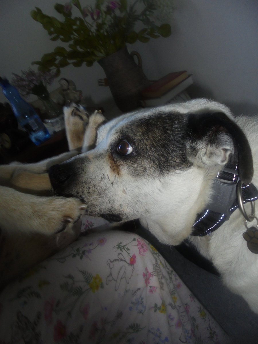 MariaAn63751239's tweet photo. Najcudowniejszy widok gdy się obudzę rano 😍😍😍 Dzień dobry nasi kochani przyjaciele. Życzymy Wam miłego dnia 🤗🐕🐕🌞🌞 https://t.co/xAUcSypozk