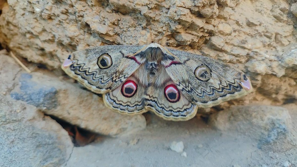 Beautiful species of Moth that is found in Silmoo, Kargil,  Ladakh. Rinaca lindia (Moore 1865) common name is Himalayan Emperor Moth. Recorded in northern mountains region of India, Pakistan, Nepal, China, Thailand,  Bhutan and Myanmar.
#insect