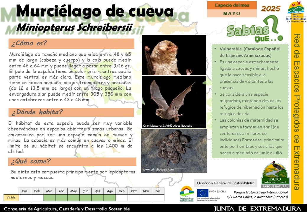 La especie de este mes de mayo es, el Murciélago de Cueva.

La longevidad máxima observada es de 15 años.
#calendarioespecies